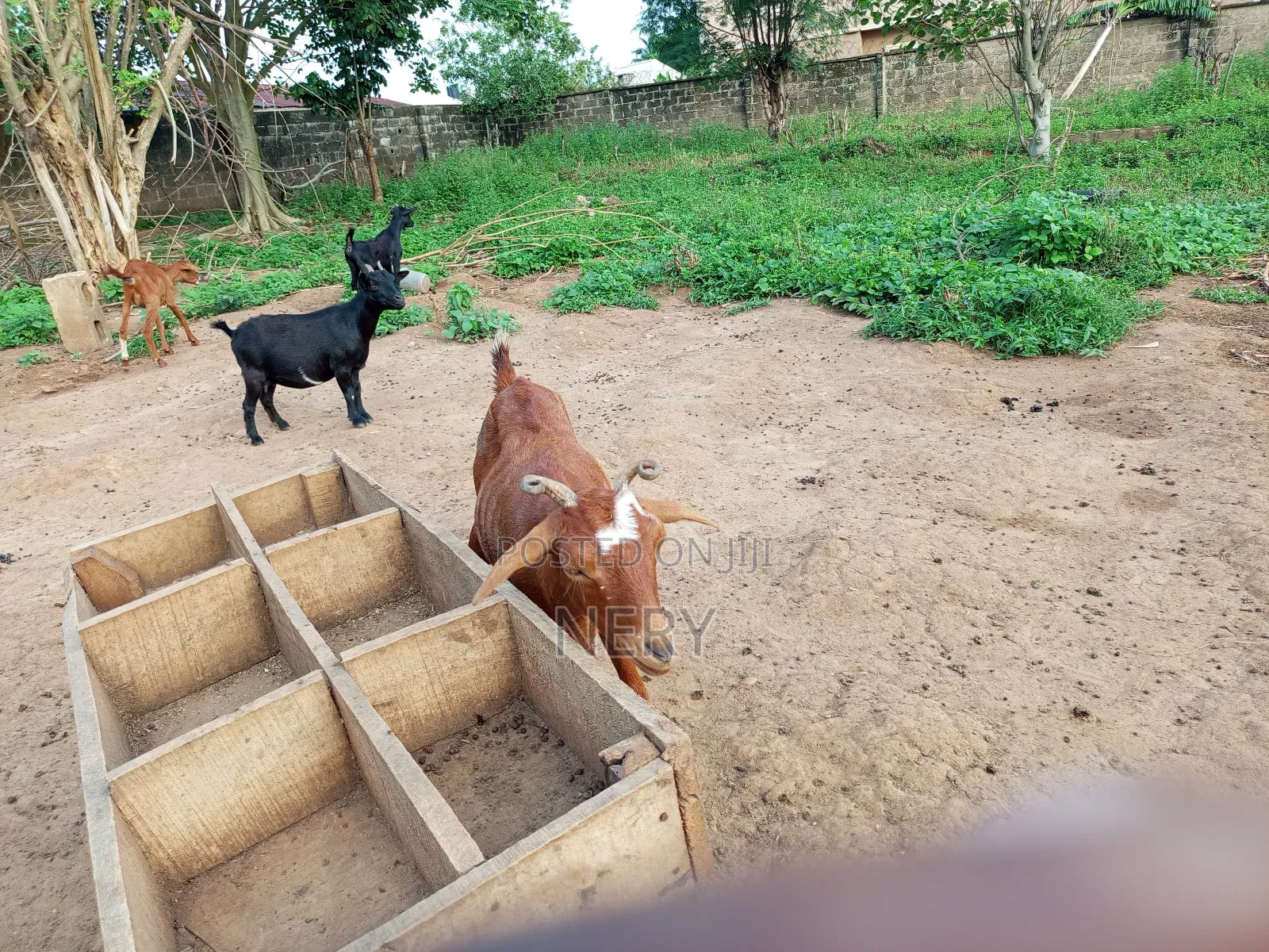 Female Goat