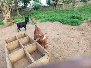 Female Goat
