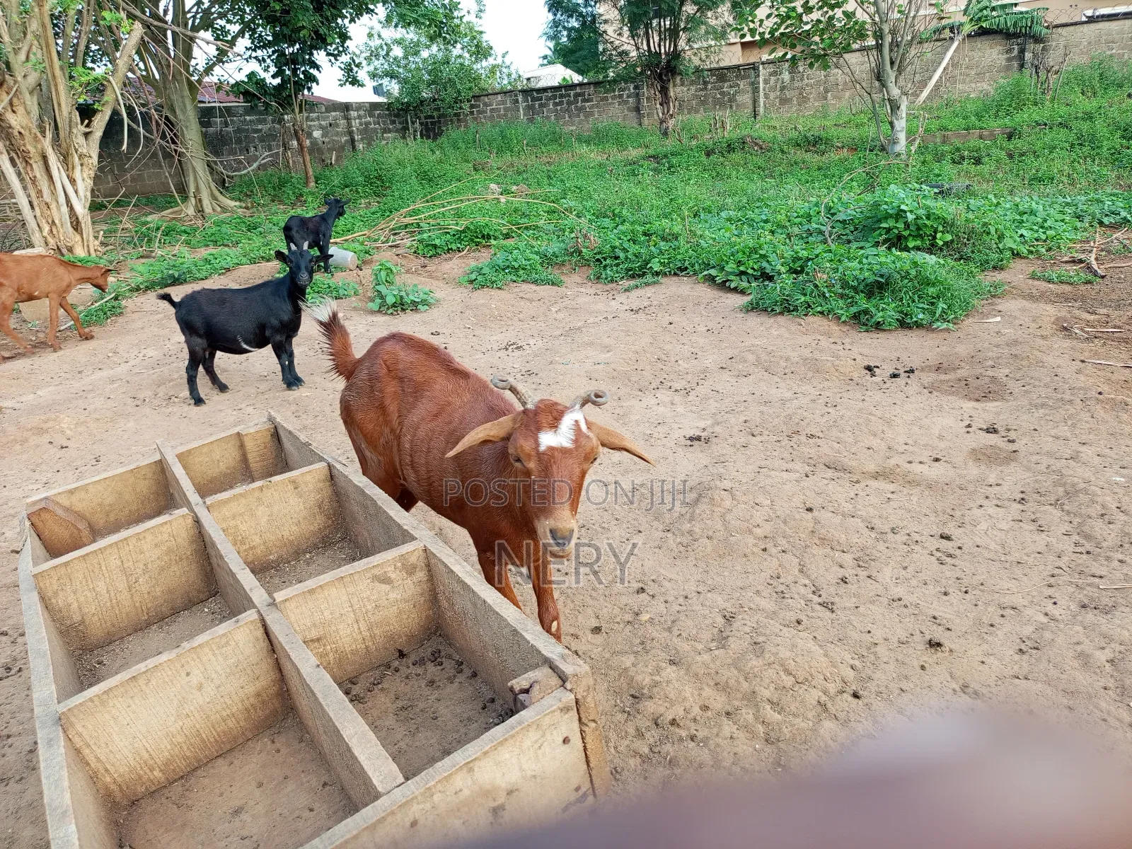 Female Goat
