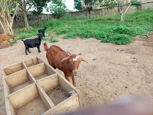 Female Goat