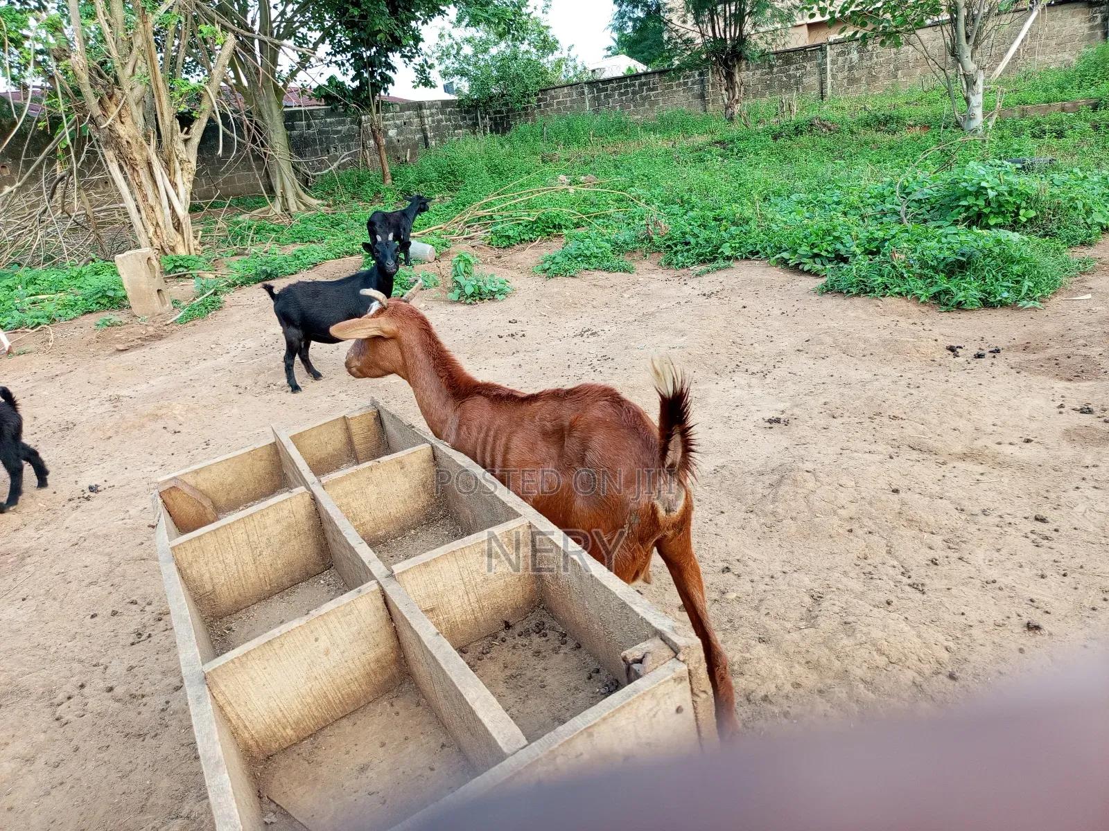 Female Goat