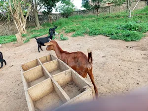 Female Goat