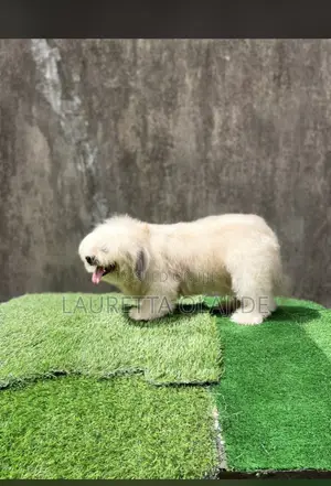 1+ year Male Purebred Lhasa Apso