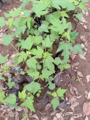 Hybrid Pawpaw Seedlings