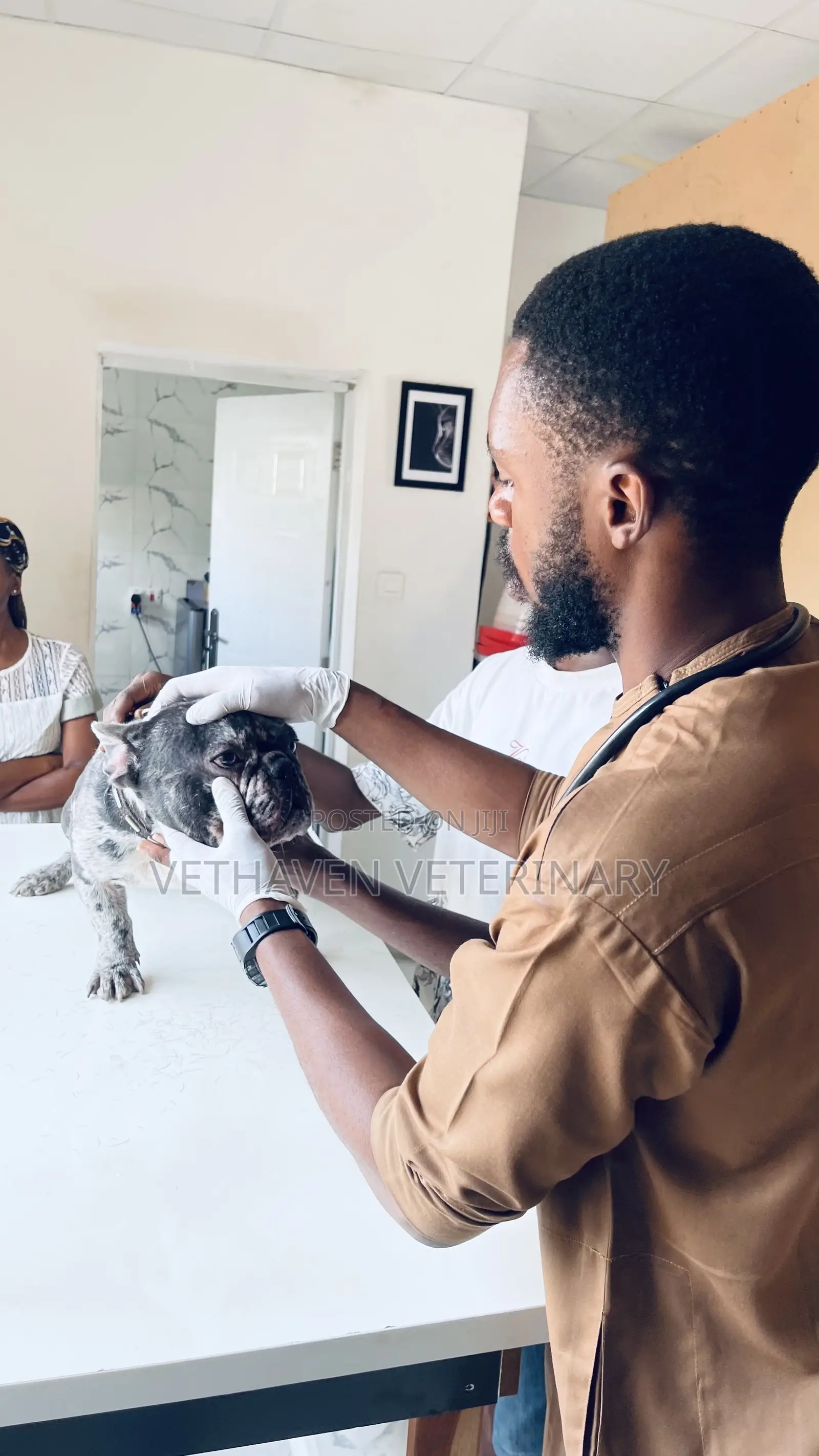 Veterinary Doctor