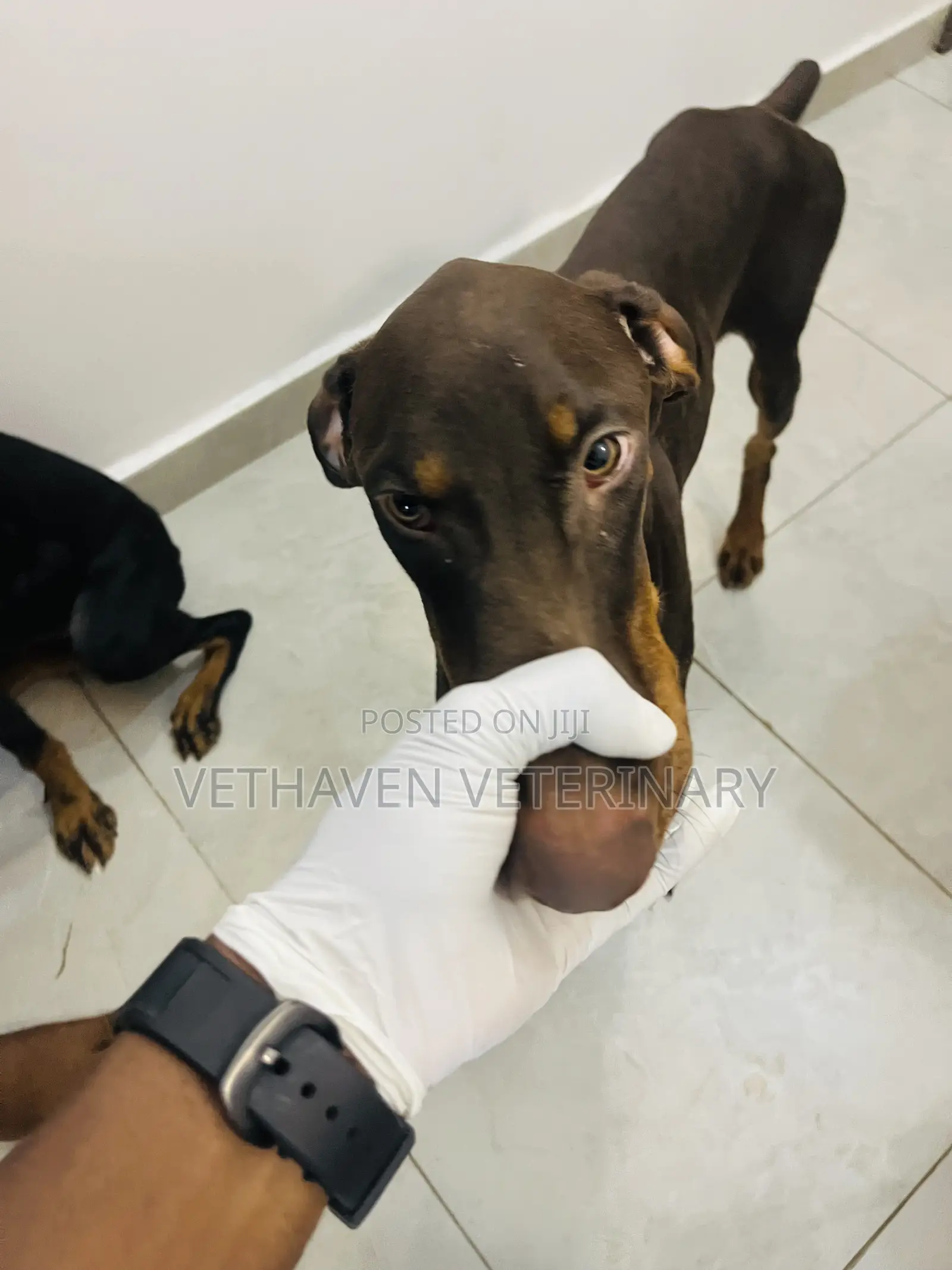 Veterinary Doctor