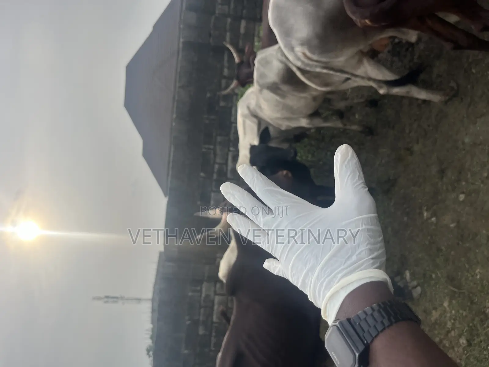 Veterinary Doctor