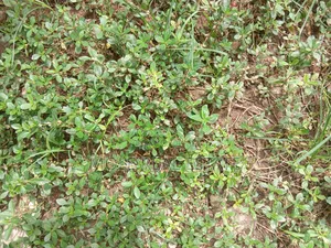 1600sqm Plot (Jv ) Ayodele Opebi. Rd Ikeja Joint Venture