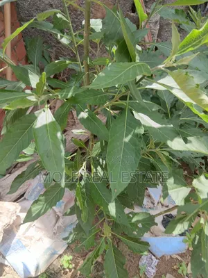 1700sqm Plot (Jv ) Maduike Str. Ikoyi Joint Venture Awolowo