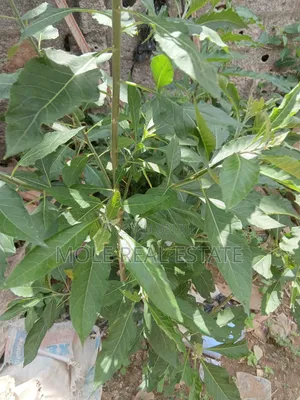 Plots of Land 4 Sale/(Jv ) Lekii List Updated June 2025