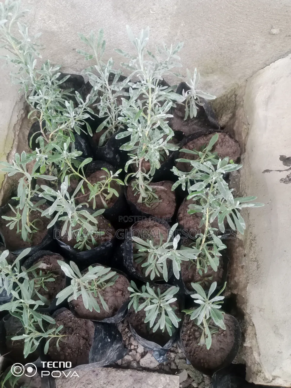 Lavender Seedlings