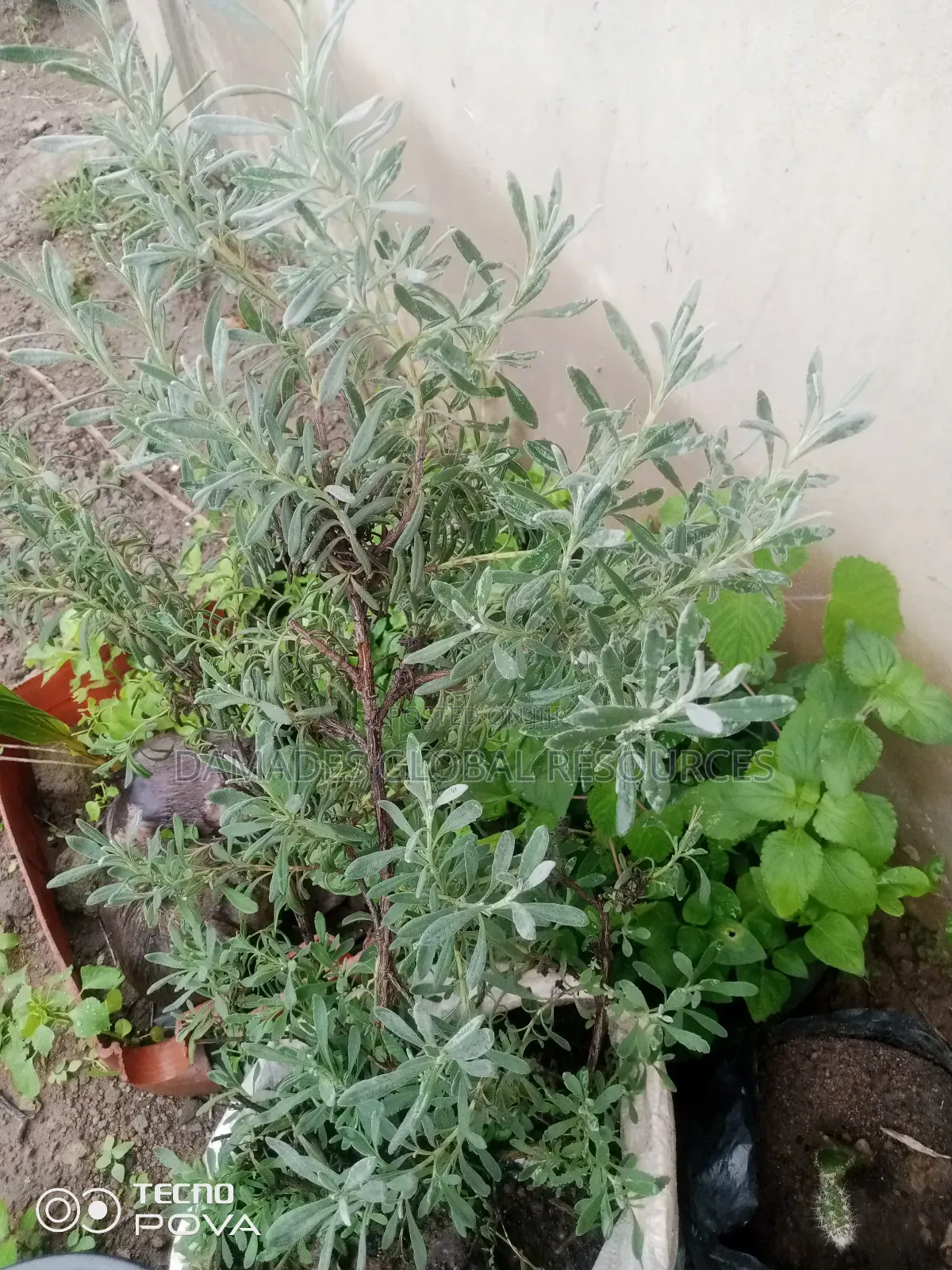 Lavender Seedlings
