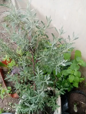 Lavender Seedlings