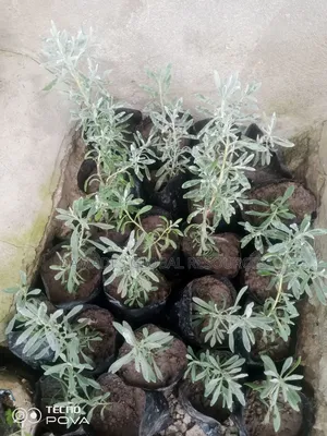 Lavender Seedlings