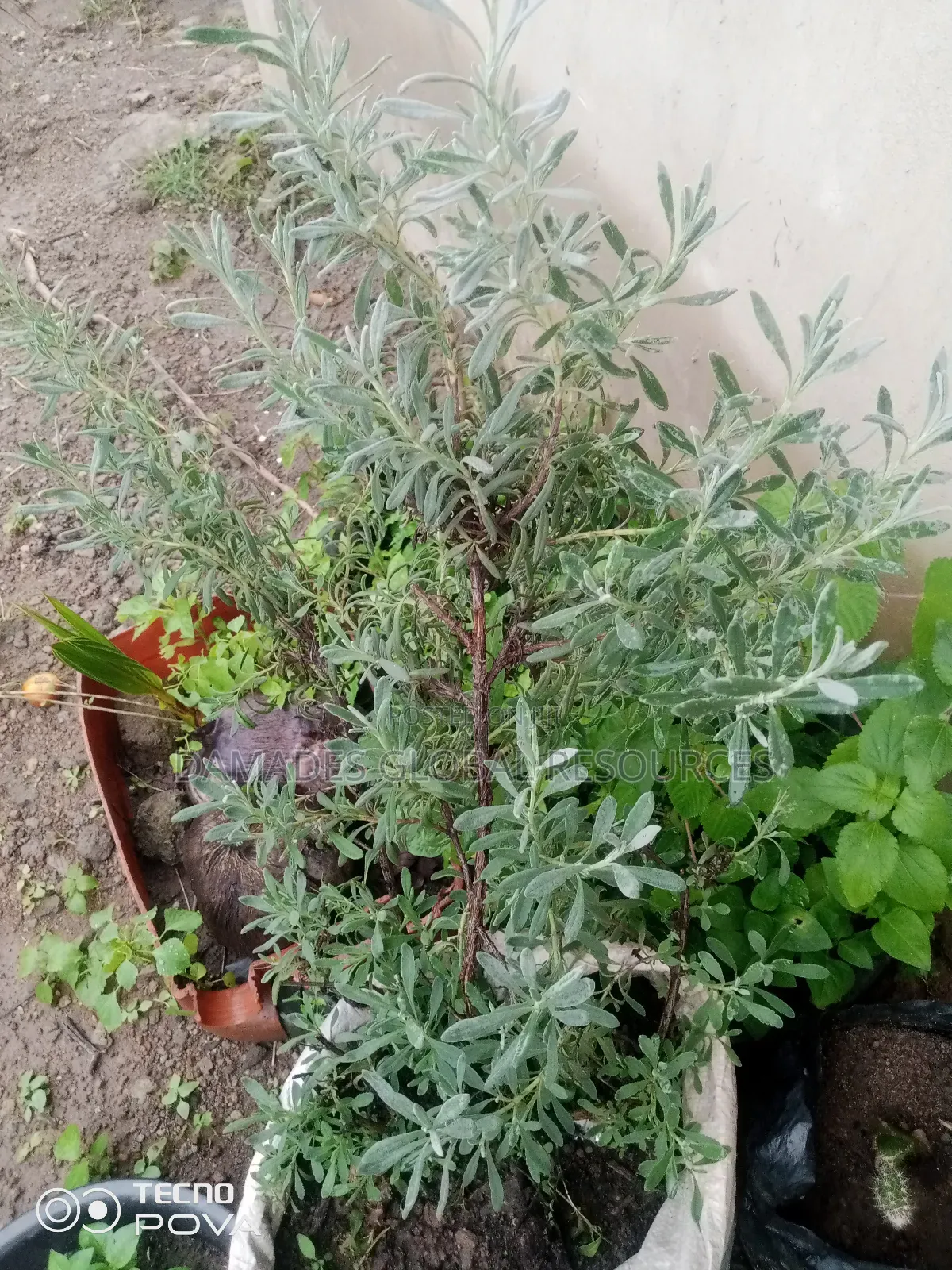 Lavender Seedlings