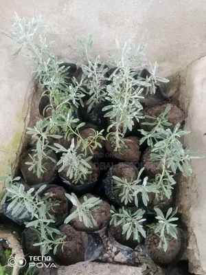 Lavender Seedlings
