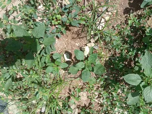 300sqm (Half Plot) 4 Sale Anthony Village