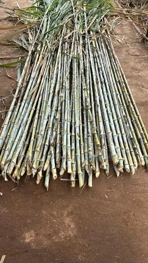 Photo - Juncao Grass Cuttings