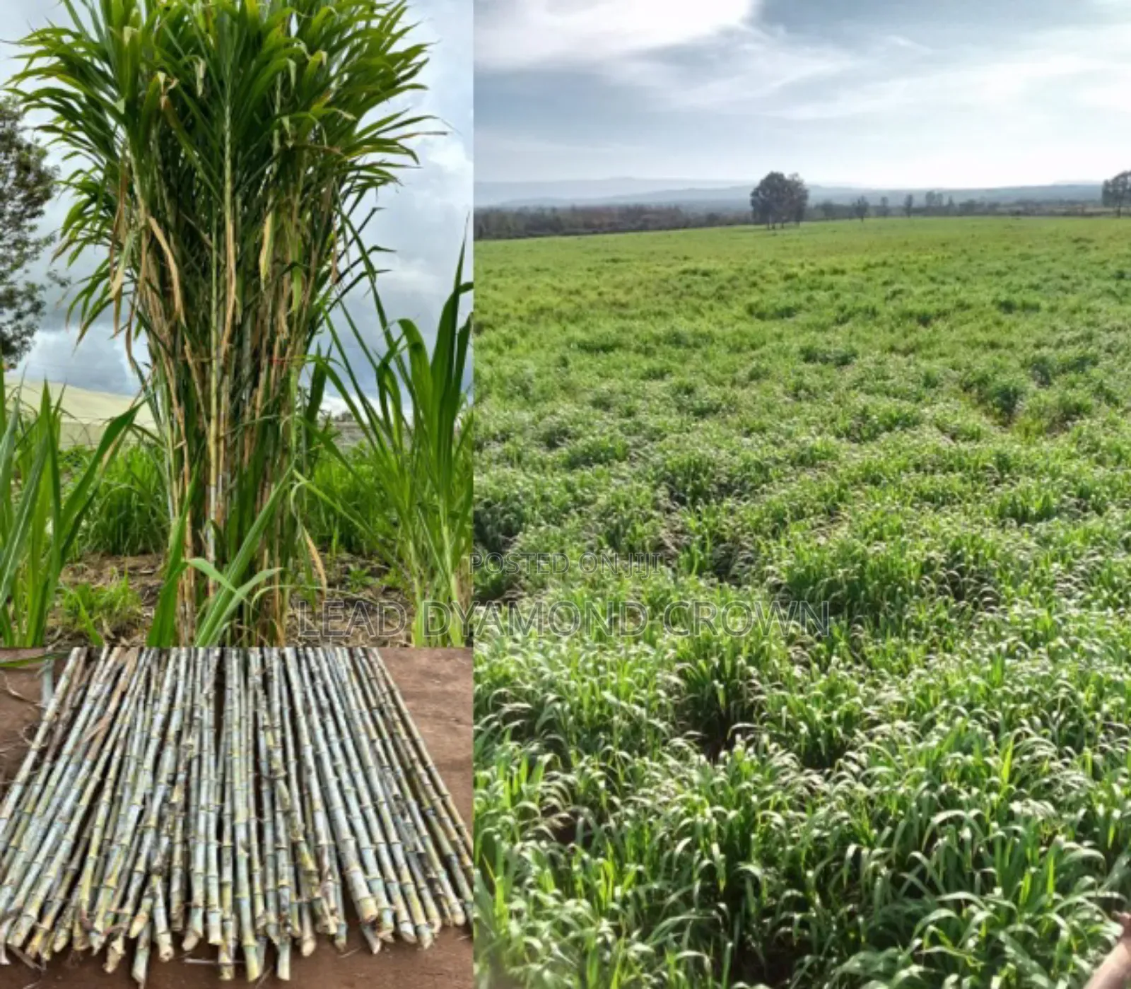 Juncao Grass Cuttings