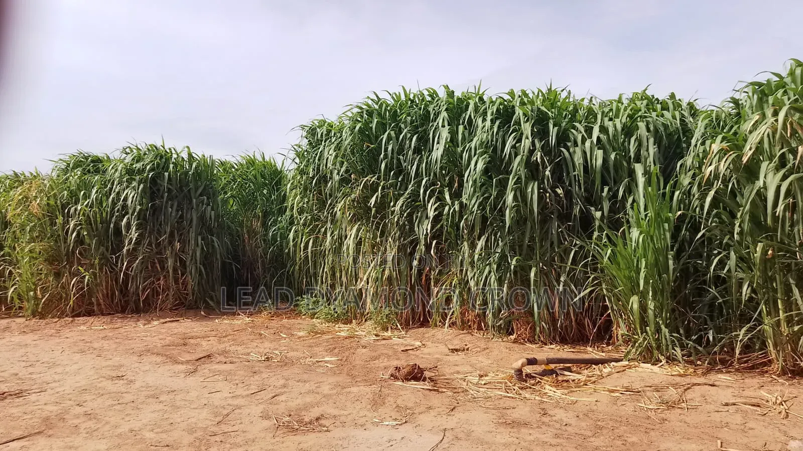 Juncao Grass Cuttings