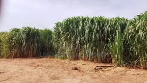 Juncao Grass Cuttings