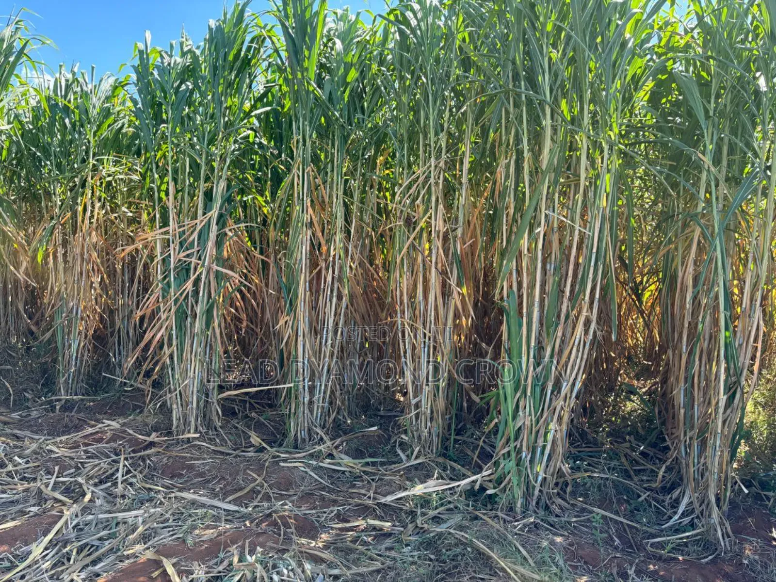 Juncao Grass Cuttings