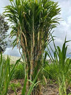 Juncao Grass Cuttings