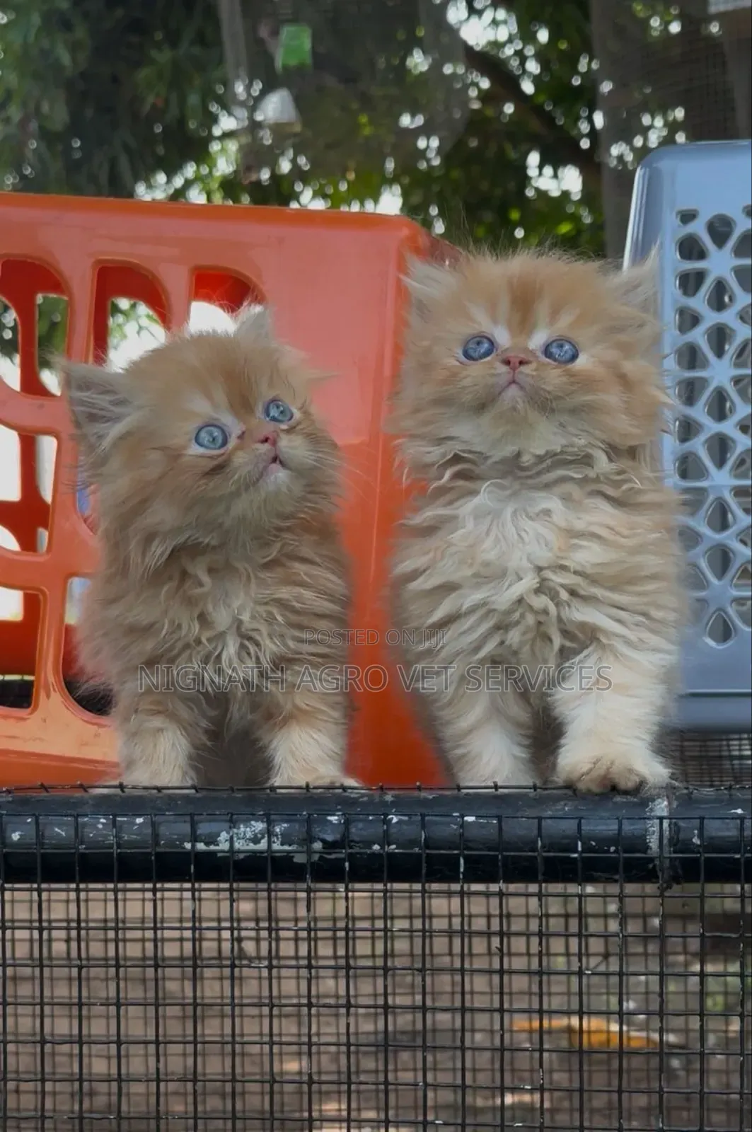 Foreign Cats for Sale