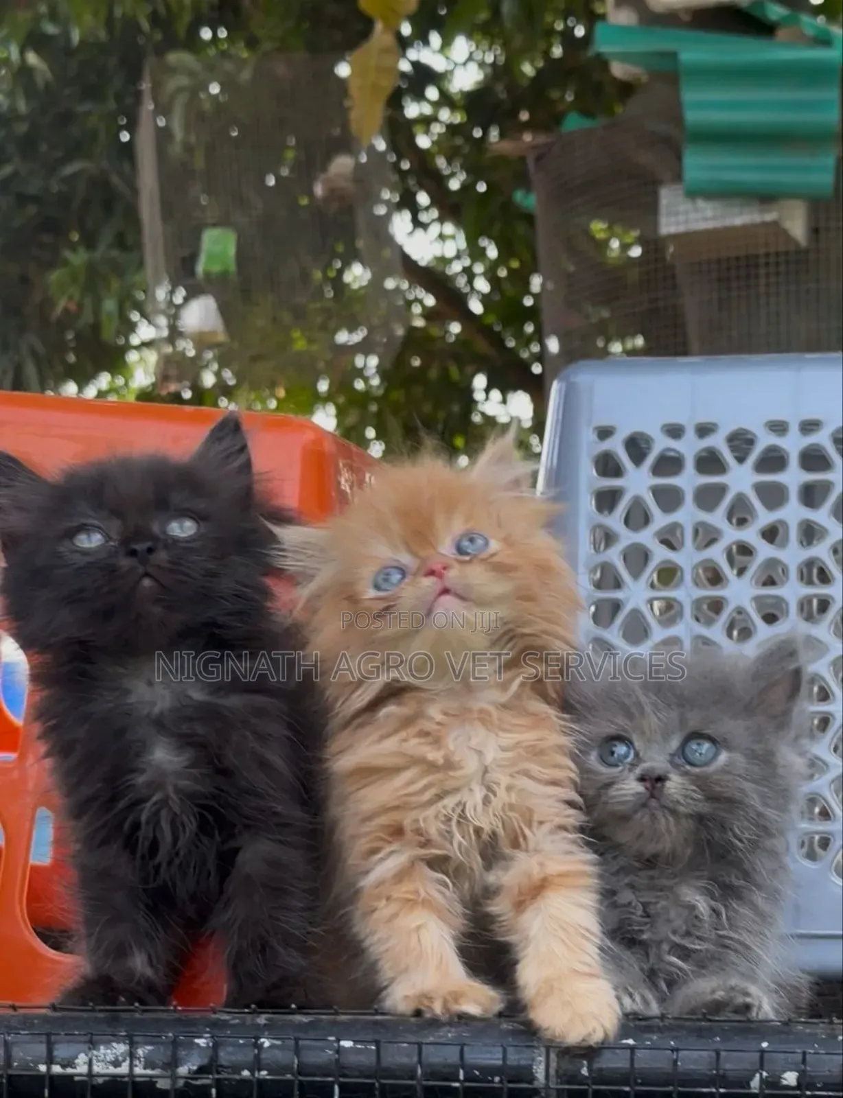 Foreign Cats for Sale