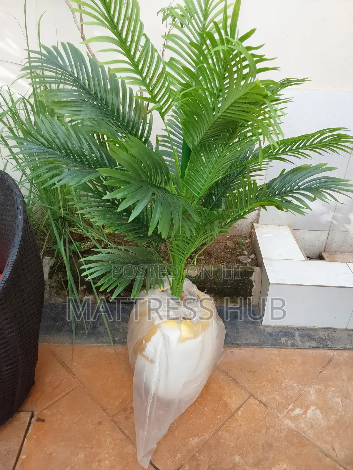 Elegant Palm Flower
