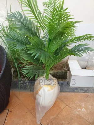 Elegant Palm Flower