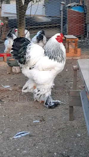 Brahma Chicken