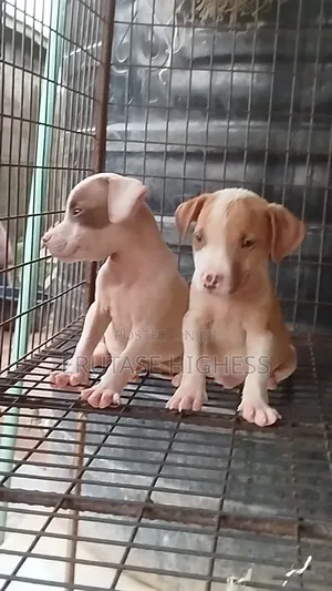 1-3 months Male Purebred American Pit Bull Terrier