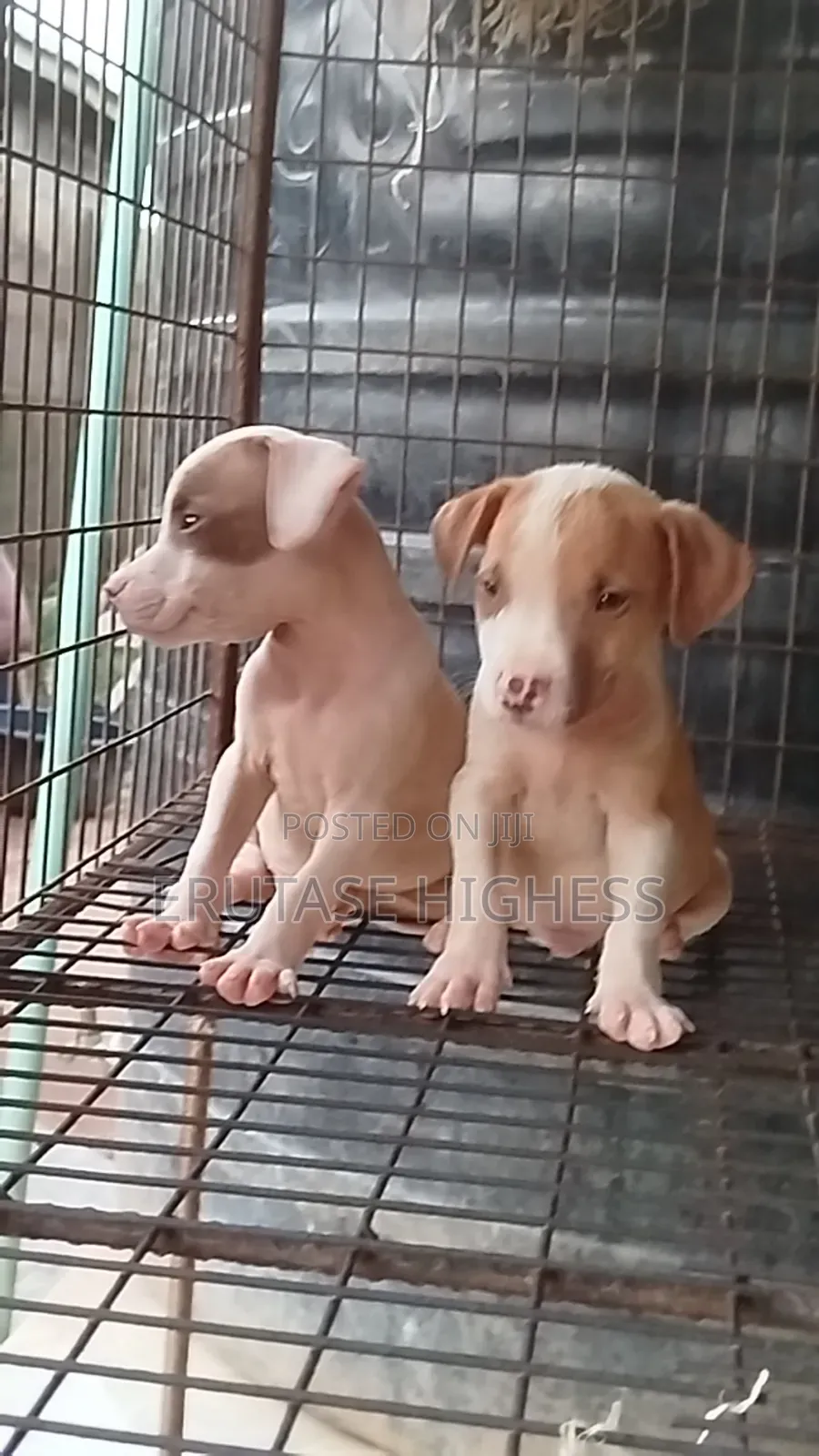 1-3 months Male Purebred American Pit Bull Terrier