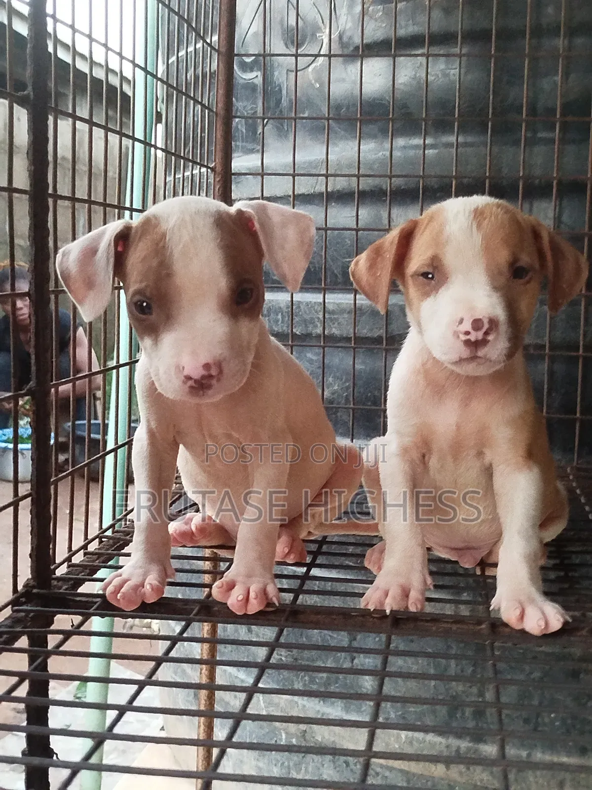 1-3 months Male Purebred American Pit Bull Terrier