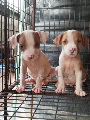 1-3 months Male Purebred American Pit Bull Terrier