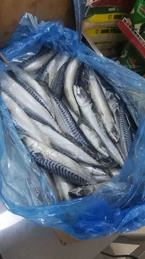 Titus Fish (Mackerel Fish) Big Size