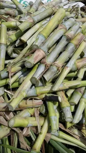 Super Napier Grass Cutting (100pcs)