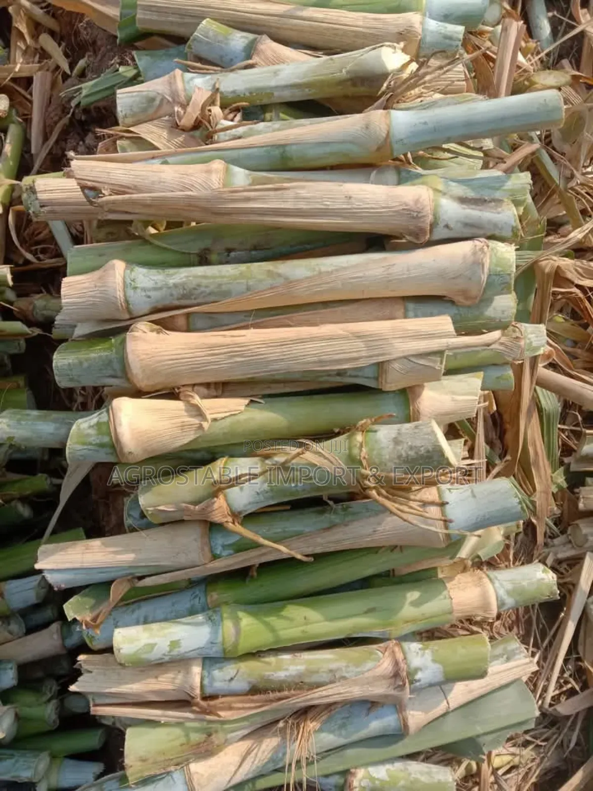 Super Napier Grass Cutting (100pcs)