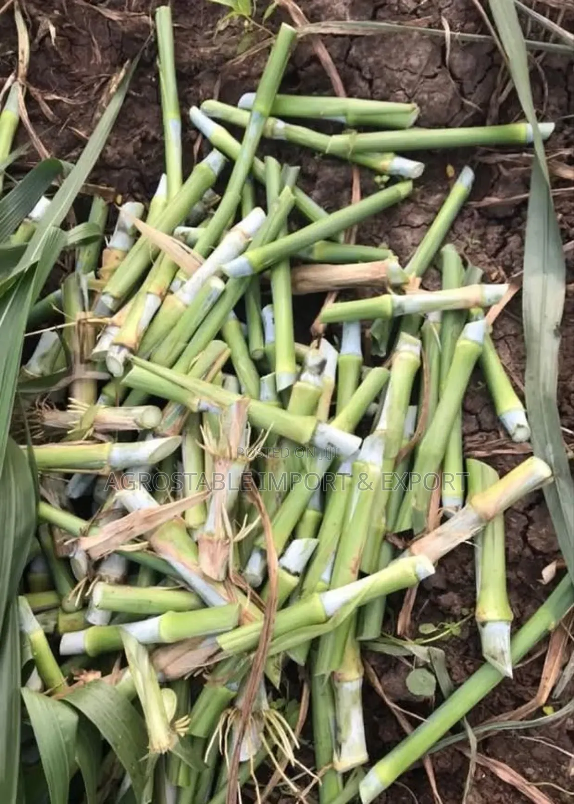 Super Napier Grass Cutting (100pcs)