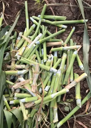 Super Napier Grass Cutting (100pcs)