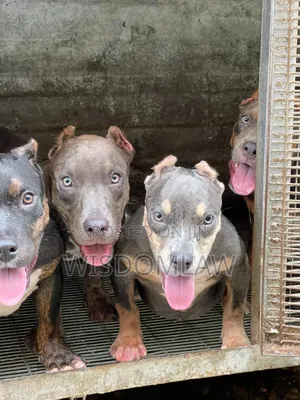 3-6 months Female Purebred American Bully