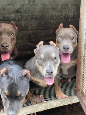 3-6 months Female Purebred American Bully