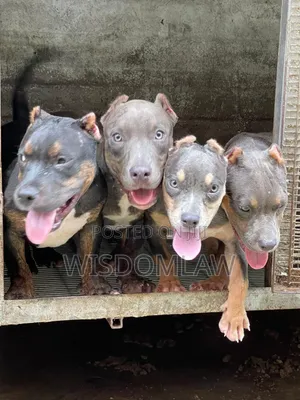 3-6 months Male Purebred American Bully