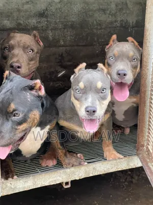 3-6 months Male Purebred American Bully
