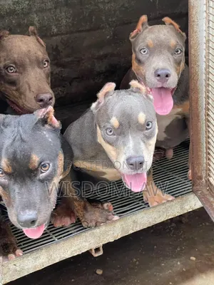 3-6 months Female Purebred American Bully