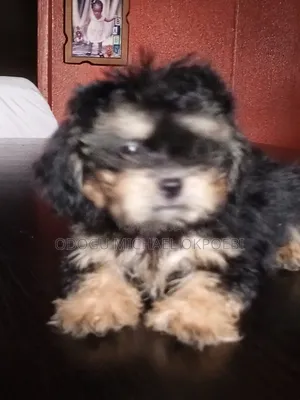 1-3 months Male Purebred Lhasa Apso