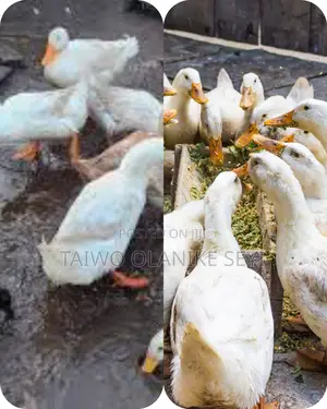 Khaki Campbell Ducklings and Pure White Peking