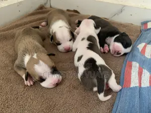 Photo - 0-1 month Male Purebred American Pit Bull Terrier