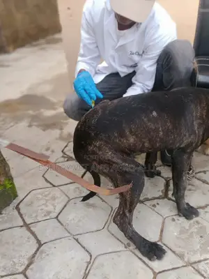 Pet Services/Dr Around You